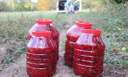 Kayseri'de 'kırmızı altın' gilaburunun hasadı başladı / Ek fotoğraflar