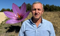 Kilosu 800 bin TL olan safran çiçek açtı