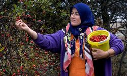 Kızılcık ve kuşburnu ile ekonomiye 225 milyon TL katkı