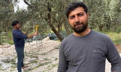 Mardin'in tescilli Derik zeytininde hasat başladı