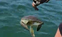 Milas'ta pet şişe bağlanmış caretta carettayı denize açılıp kurtardılar