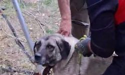 Nevşehir'de kuyuya düşen 2 köpek kurtarıldı
