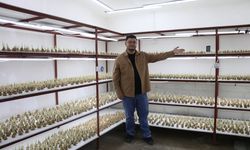 Okuduğu makaleden etkilendi, topraksız tarımla 15 bin safran yetiştirdi