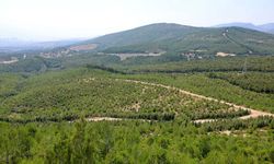 'Ormanlar, dron saldırılarına karşı bir savunma kalkanı olabilir'