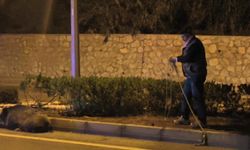 Otomobilin çarptığı yaban domuzunu kementle yol kenarına çekmeye çalıştı