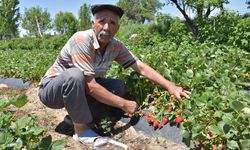 Patatesin başkentinde katma değeri yüksek alternatif ürünlere yöneldi