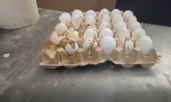 Şanlıurfa'da 170 kilo bozuk ete el kondu