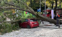 Şişli'de ağaç park halindeki otomobilin üzerine devrildi -2 / Fotoğraf eklendi