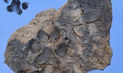 Tavşanlı Höyük'te 4 bin yıllık pati izi bulundu