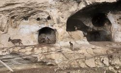 Tunceli'de 25 odalı tarihi 'İn Delikleri'ne tırmanan yaban keçileri dronla görüntülendi