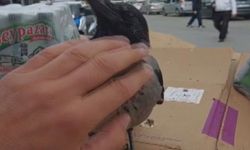 Ümraniye'de kargayı iyileştirip marketinde besledi: Merhametle büyüttüm