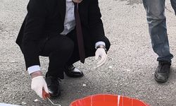 Valilik personeli, bordür taşlarını boyadı