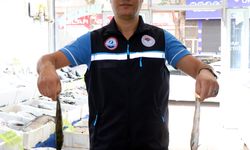 Van Gölü'nde inci kefalinin boyu, koruma çalışmalarıyla yüzde 30 uzadı