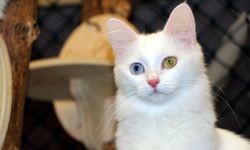 Van Kedi Villası'nda yavru mesaisi bitti, sahiplendirme başladı