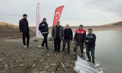 Van'da göletlere 700 bin sazan yavrusu bırakıldı