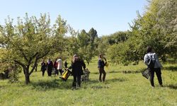 Van'da kadınların hasadını yaptığı elmalar sirkeye dönüştürülecek