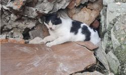 Yıkılan binanın enkazında sıkışmış halde bulunan kedi kurtarıldı