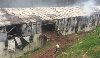 GÜNCELLEME - Kocaeli'de tavuk çiftliğindeki yangın hasara neden oldu