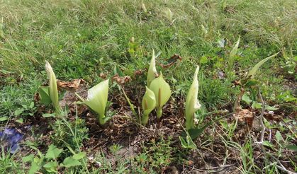Hatay'da bulunan yılan yastığı bitkisinin yeni türü literatüre kazandırıldı