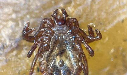 Yeni tespit edilen kene Türkiye'deki 56. tür olarak kayıtlara geçti