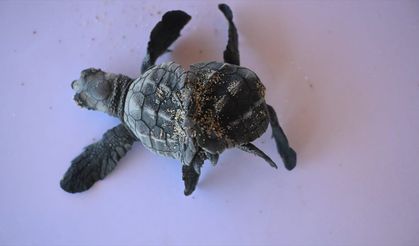 Antalya'da siyam ikizi yavru caretta caretta görüntülendi