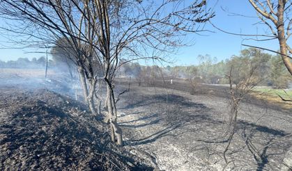 Bartın'da çıkan anız yangını ağaçlık alana sıçradı