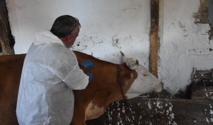 Gümüşhane'de şap hastalığıyla mücadele sürüyor