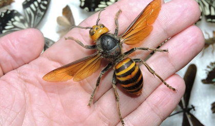 İrlanda'da Asya eşek arılarına biyogüvenlik alarmı