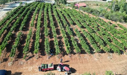 Isparta'da devlet destekli kurulan bağlarda üzüm hasadı başladı