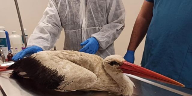 Şanlıurfa'da kaçak avcıların yaraladığı leylek ile angut kuşu tedavi altına alındı
