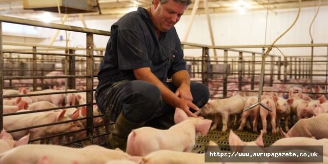 İngiltere'de mezbaha işçisi kalmadı! 120 bin domuz itlaf edilebilir