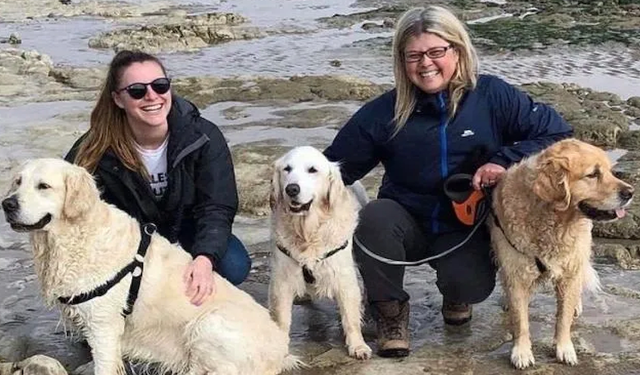 Türkiye'deki sokak köpeklerine İngiltere'den kurtarma projesi