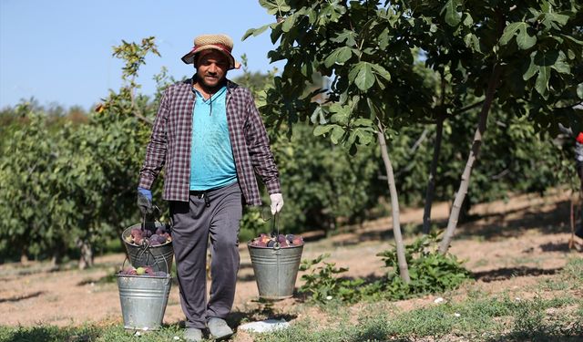 AB tescili "Bursa siyah inciri"nin dünya çapında marka değerini artıracak