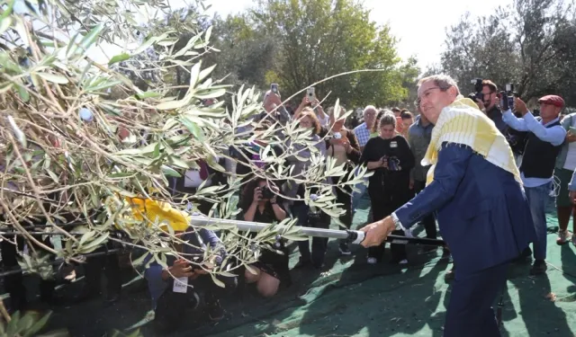 Ayvalık'ta 19. Zeytin Hasat ve Turizm Festivali heyecanı