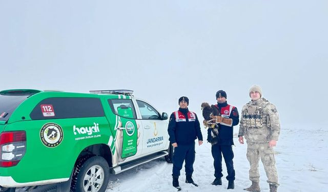 Erzurum'da jandarmanın bitkin halde bulduğu kartal koruma altına alındı