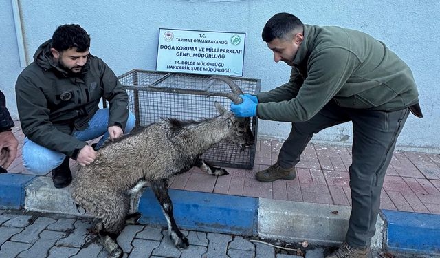 Hakkari'de bulunan yaralı dağ keçisi tedavi altına alındı