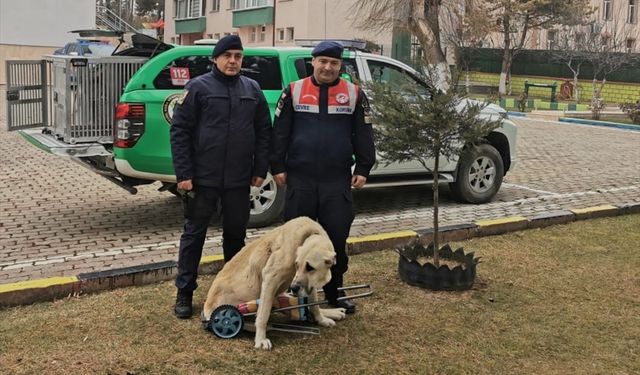 Yozgat'ta jandarma komutanı yürüyemeyen köpeğe pazar arabasından yürüteç yaptı