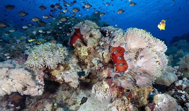 Dalgıçların uğrak noktası St. John Resifleri