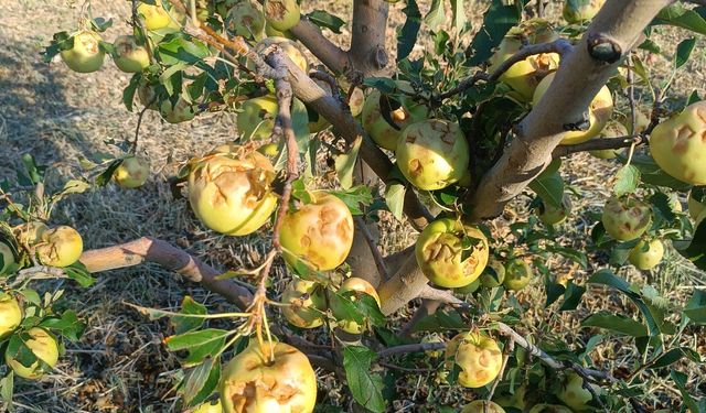 Isparta'da dolu yağışı üreticileri 100 milyon lira zarara uğrattı