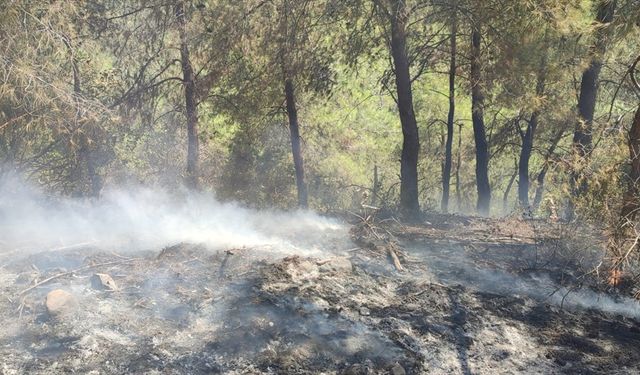 Osmaniye'de çıkan örtü yangını söndürüldü