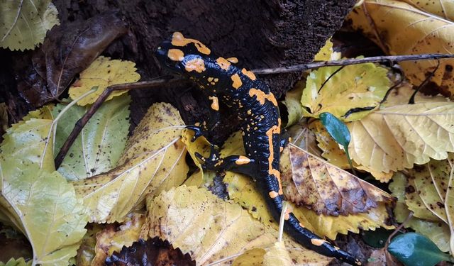 Adana'da nesli tehlike altındaki sarı benekli semender görüldü