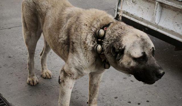 Afyonkarahisar'da köpek dövüştüren 12 şüpheli yakalandı
