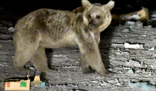 Kars'ta yaban hayvanları beslenmek için yerleşim yerlerine iniyor