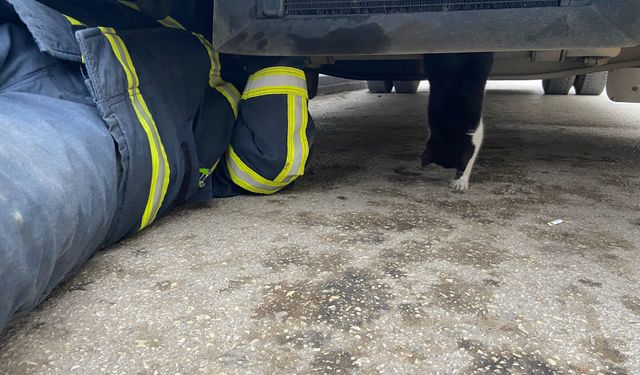 Kastamonu'da minibüsün motoruna sıkışan kedi yavrusu kurtarıldı