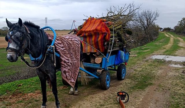 Edirne'de merada izinsiz ağaç kesen 2 kişi gözaltına alındı