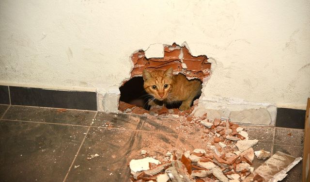 Giresun'da okulun havalandırma boşluğunda mahsur kalan kedi kurtarıldı