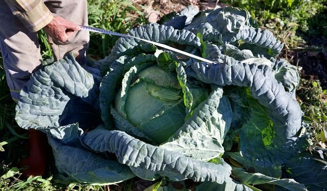 Hobi olarak başladığı ata tohumuyla lahana yetiştiriciliği gelir kapısı oldu