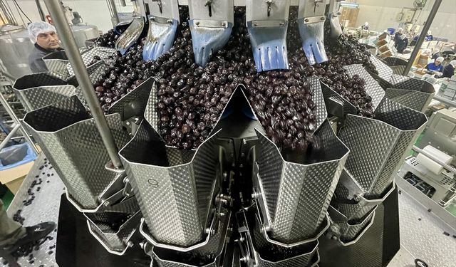 Marmarabirlik zeytinyağı tüketimini 'promosyon' ile artırmayı hedefliyor