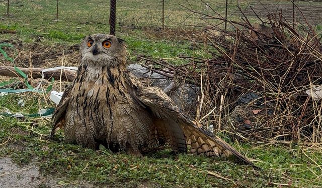 Şırnak'ta bulunan yaralı baykuş tedavi altına alındı