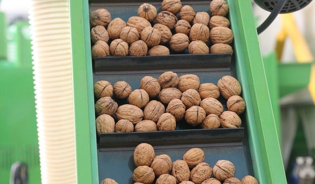 TKDK'den aldığı destekle kurduğu tesiste işlediği cevizleri 20 ile gönderiyor